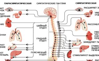 Центральная нервная система человека